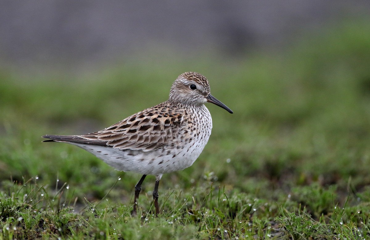 White-rumped Sandpiper - ML239403841