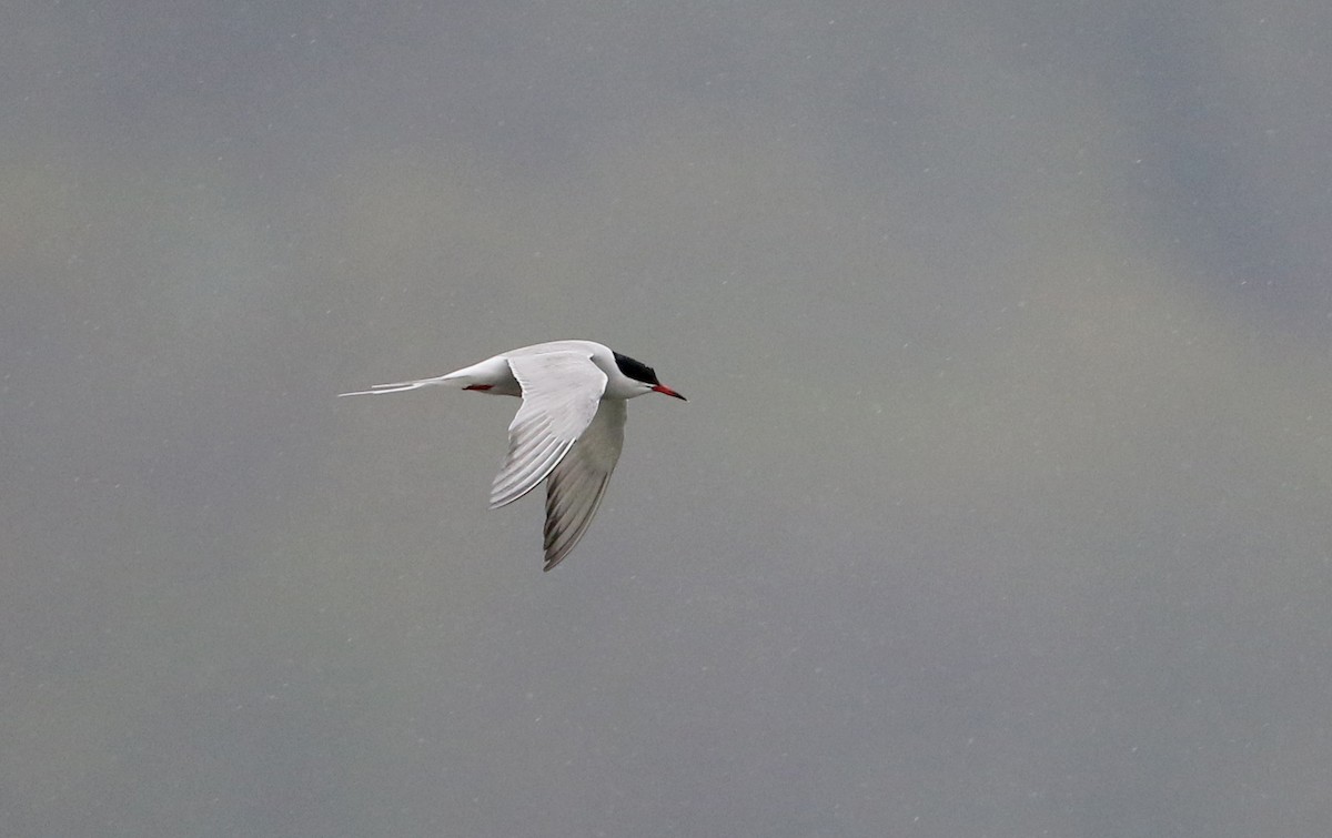 Common Tern - ML239404101