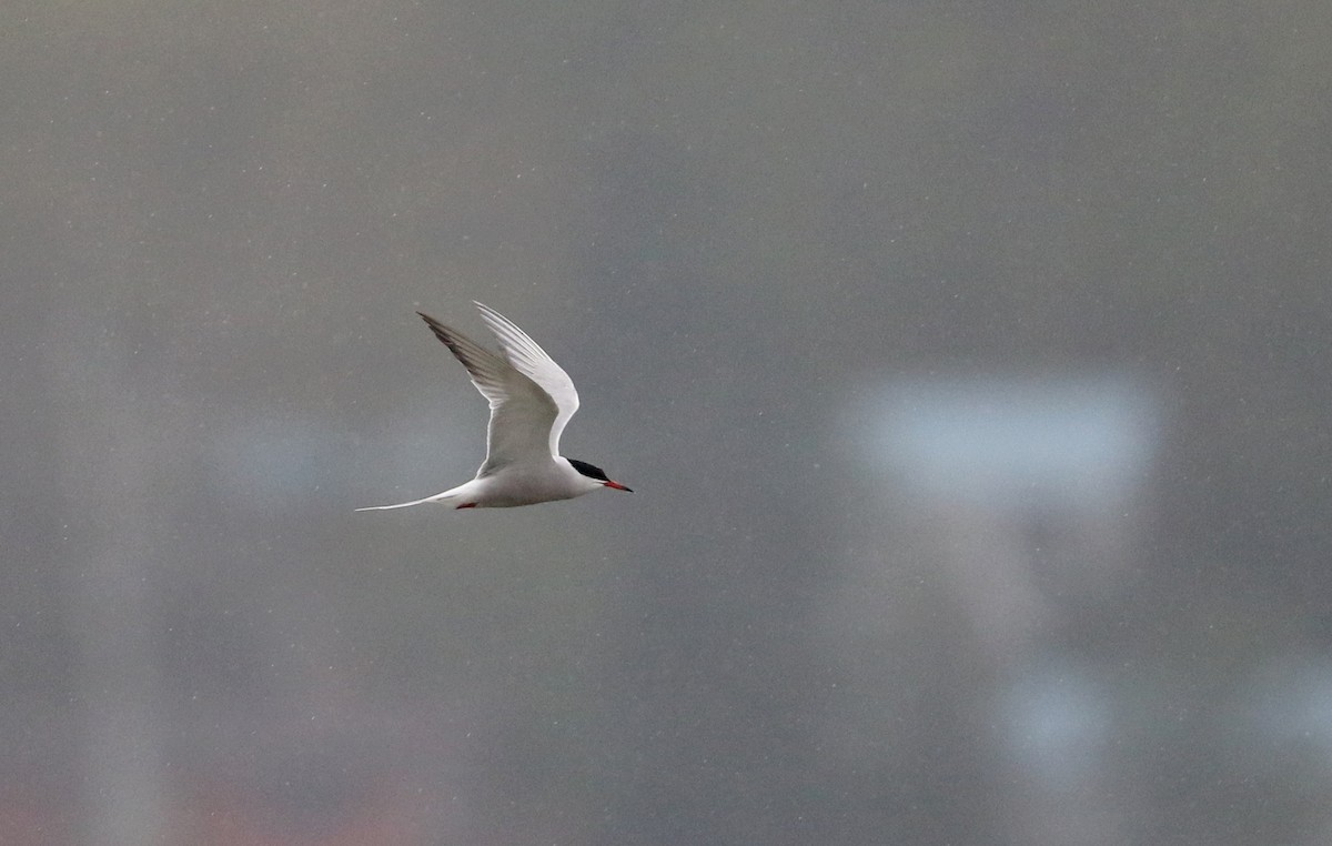 Common Tern - ML239404111