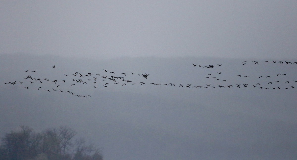 Brant (Atlantic) - Jay McGowan