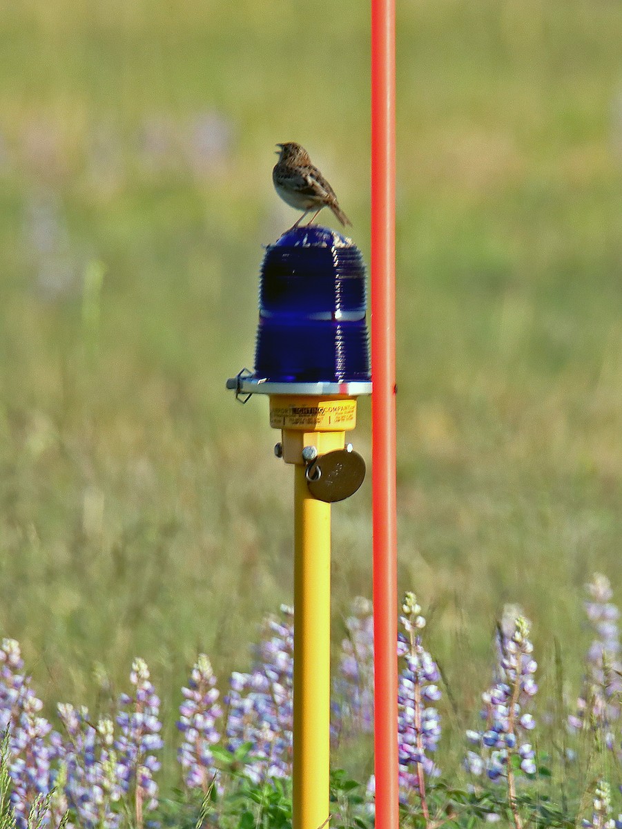 Grasshopper Sparrow - ML239407111