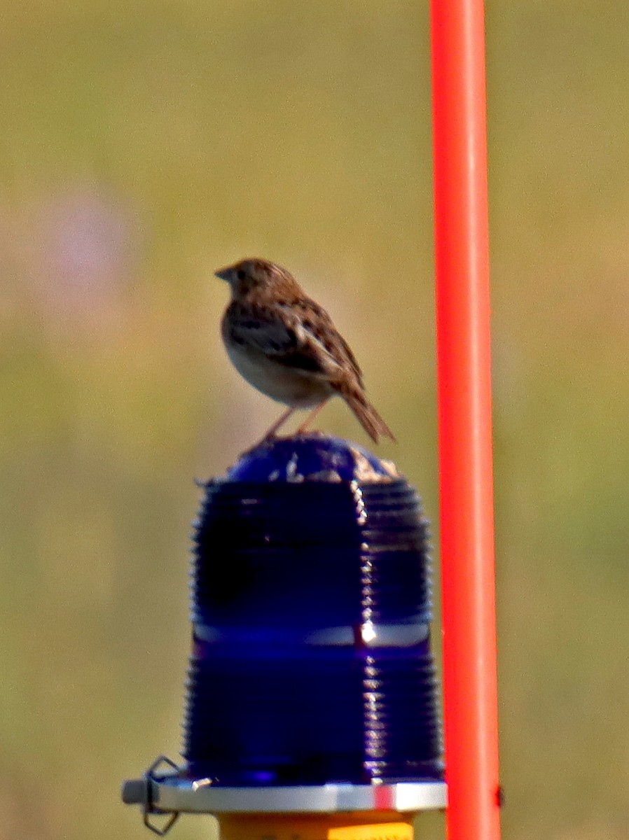 Grasshopper Sparrow - ML239407121