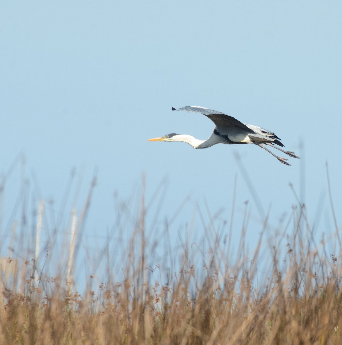 Cocoi Heron - Valeria  Martins