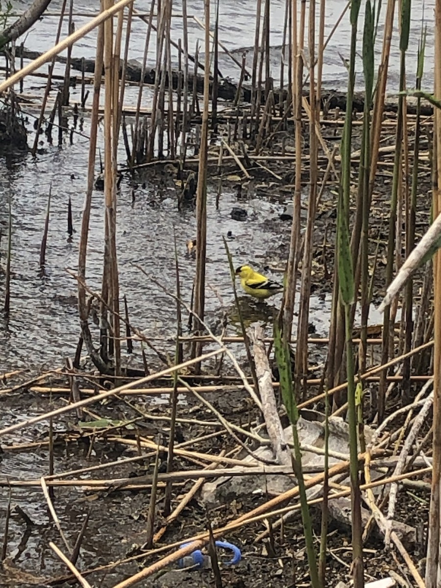 American Goldfinch - ML239409841