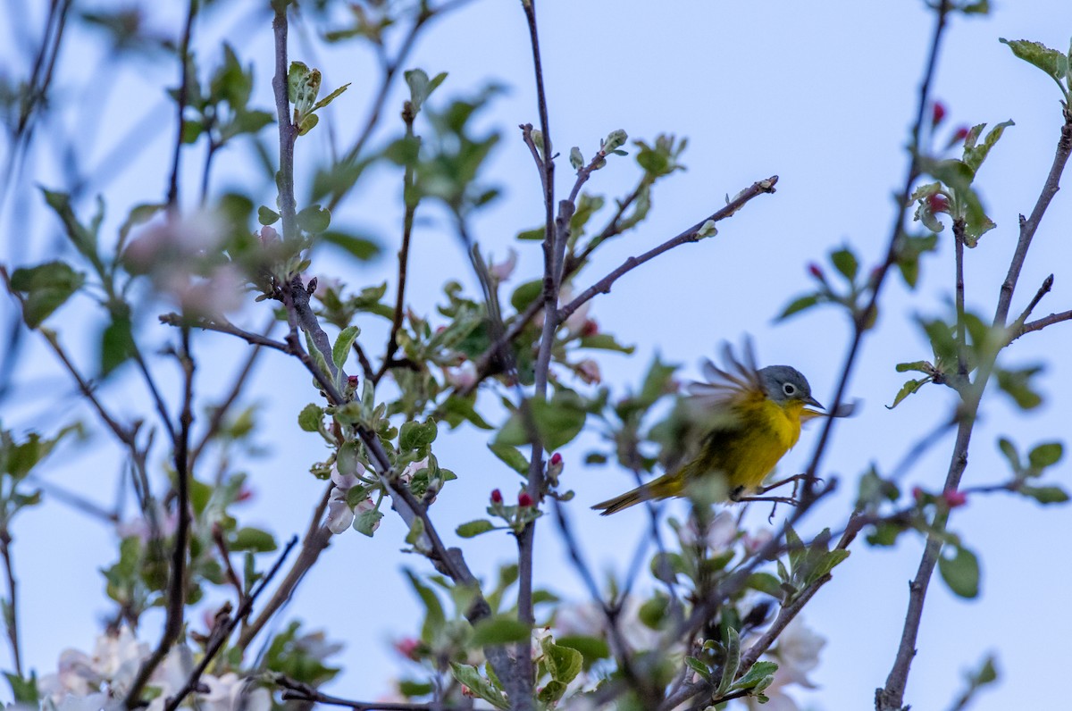 Nashville Warbler - ML239410321