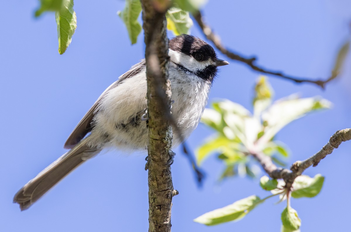 Black-capped Chickadee - ML239410411