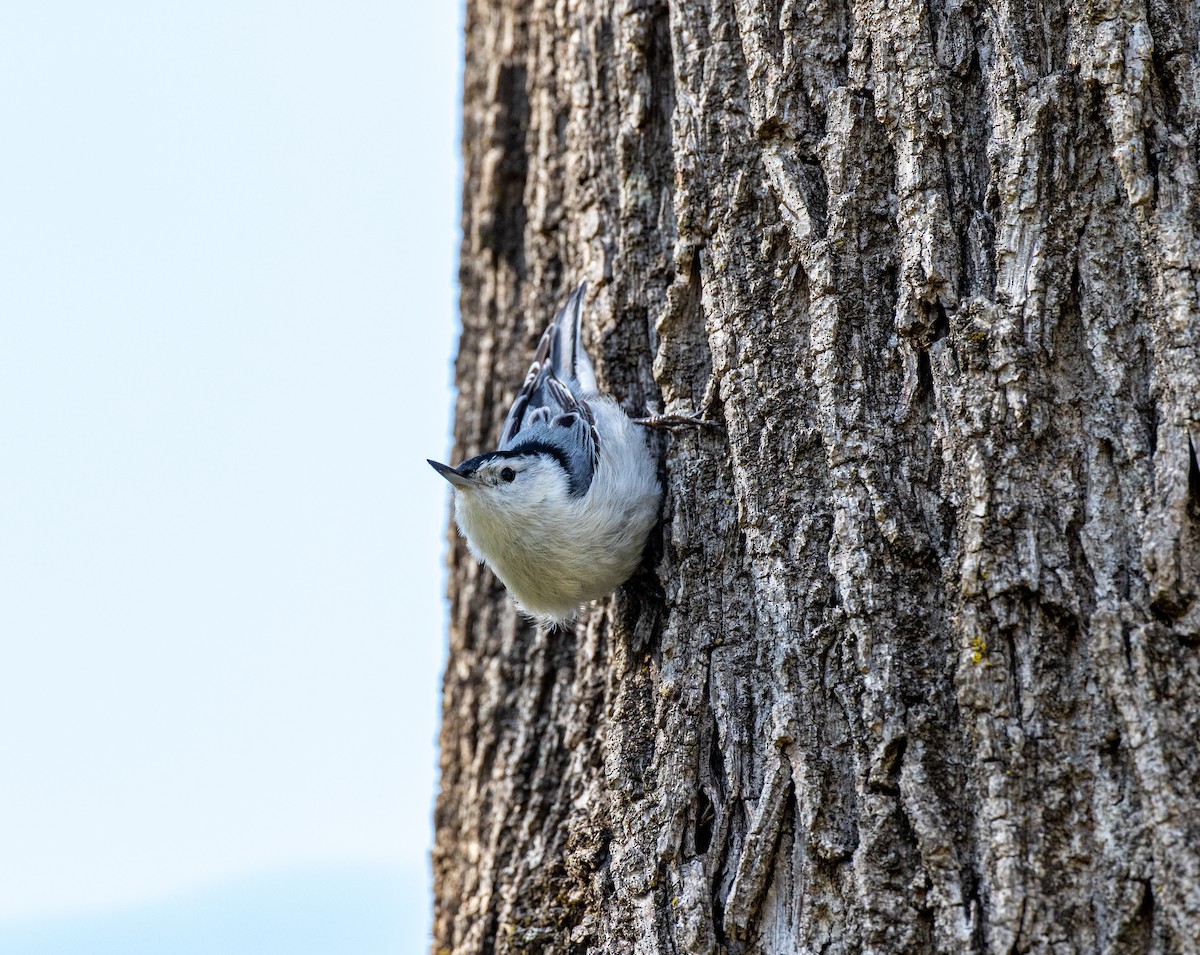 White-breasted Nuthatch - ML239410421