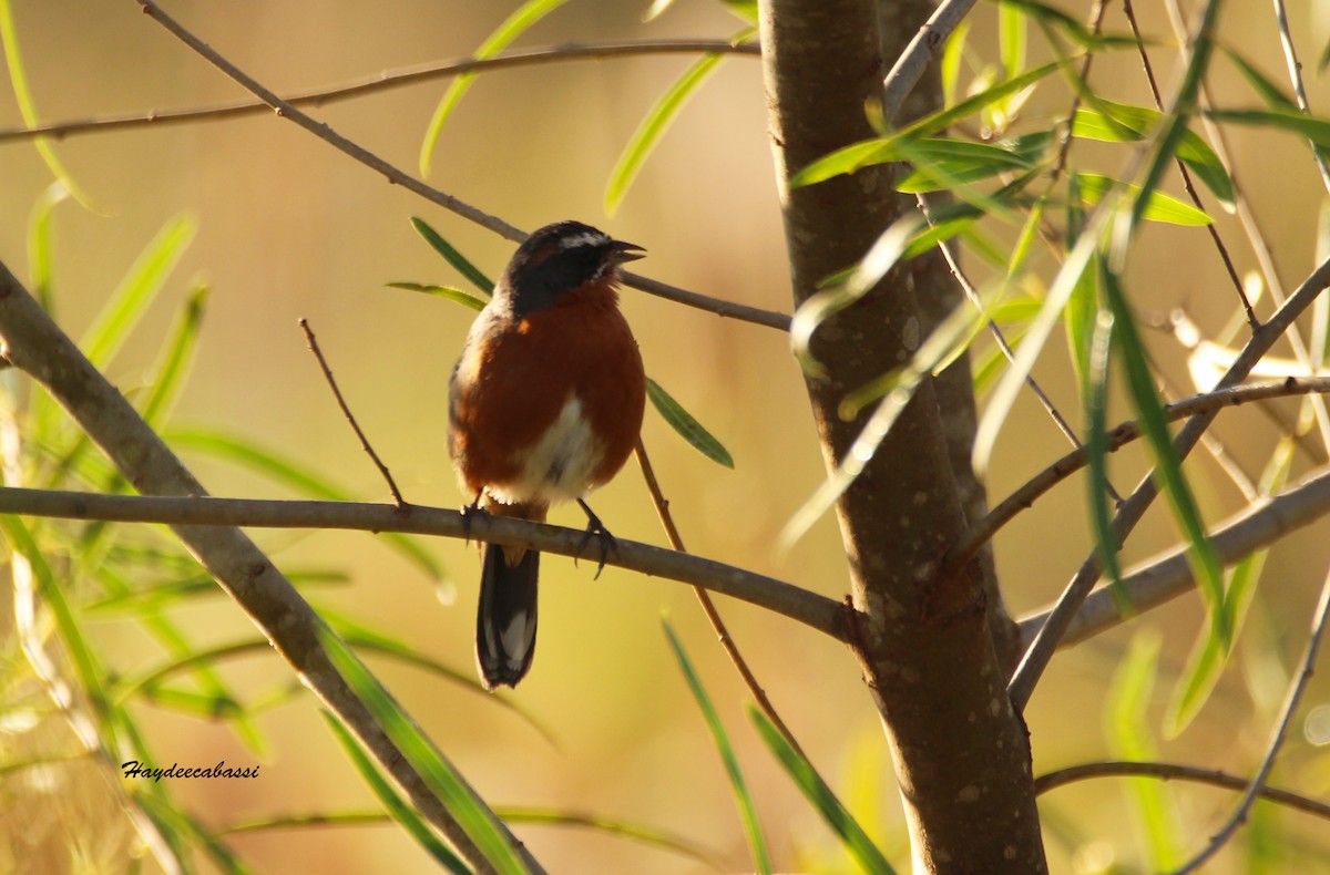 Black-and-rufous Warbling Finch - Haydee Cabassi