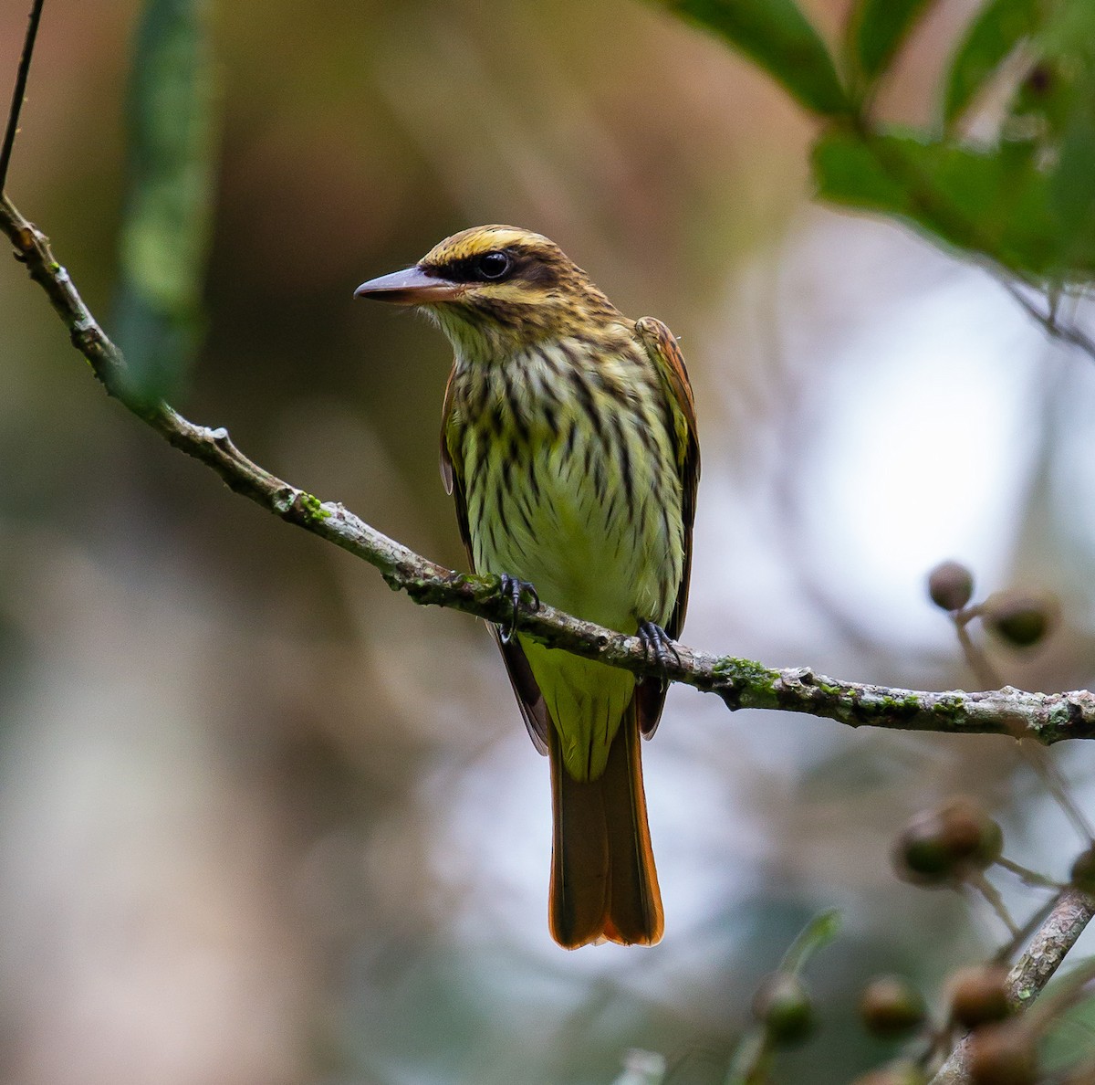 Streaked Flycatcher - ML239412341