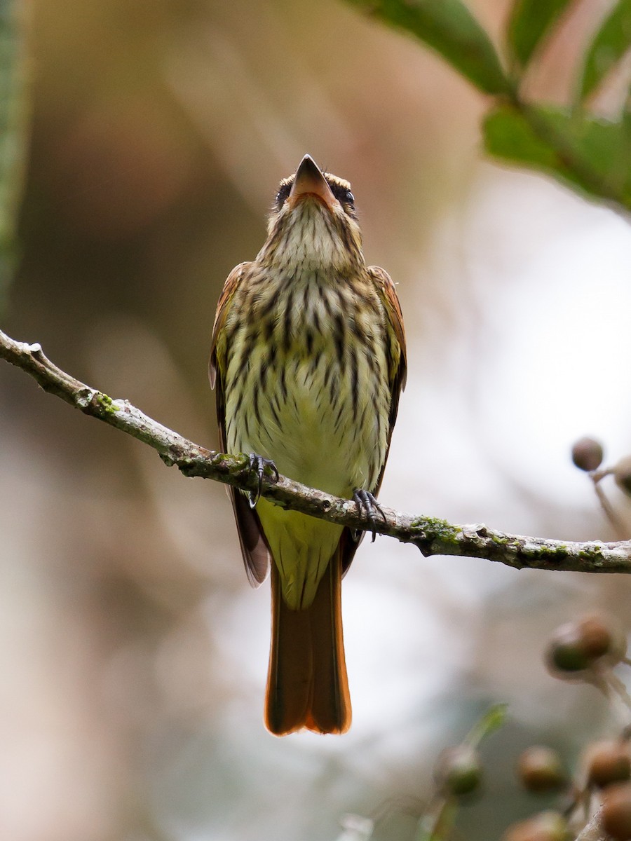 Streaked Flycatcher - ML239412371