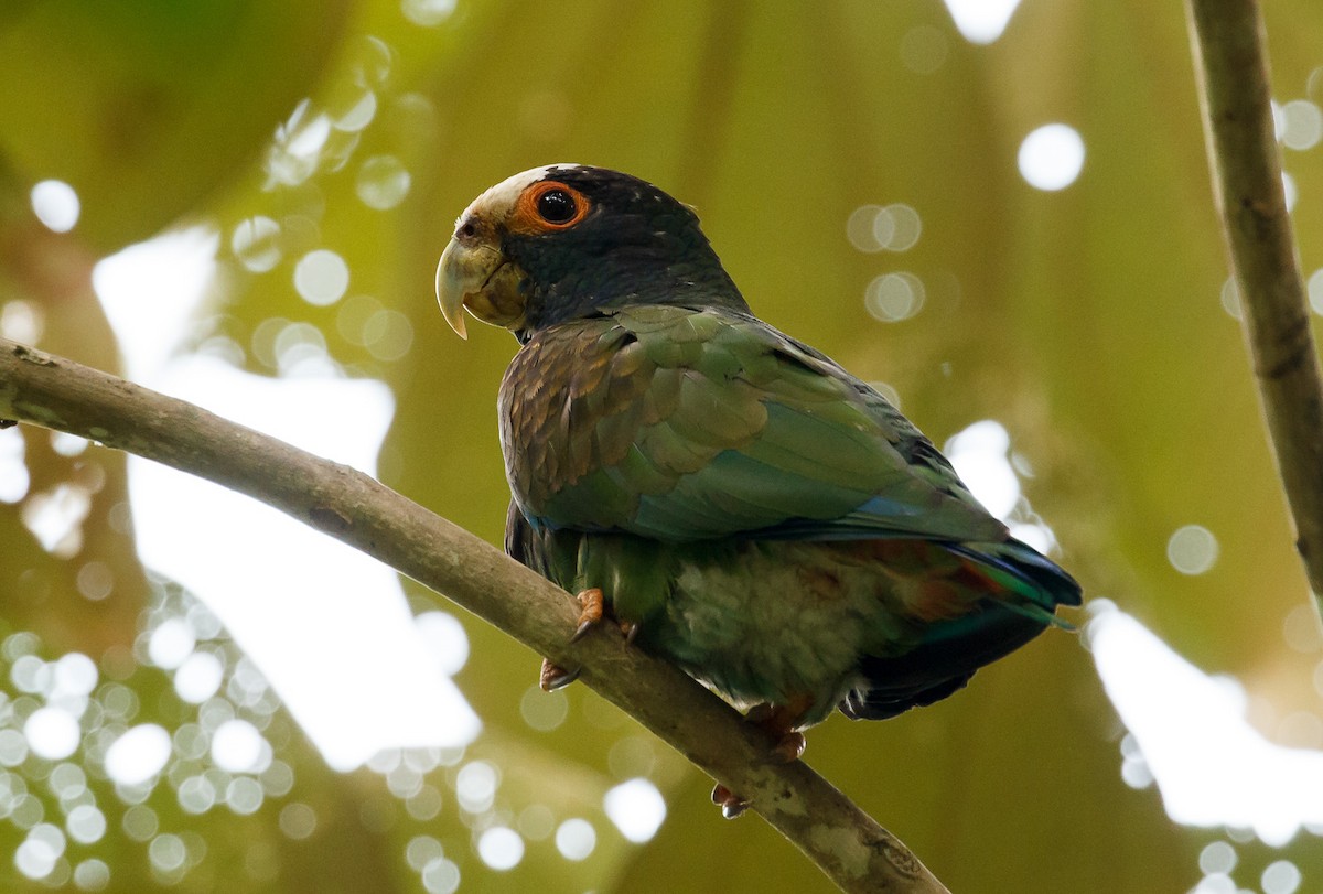 White-crowned Parrot - ML239413451