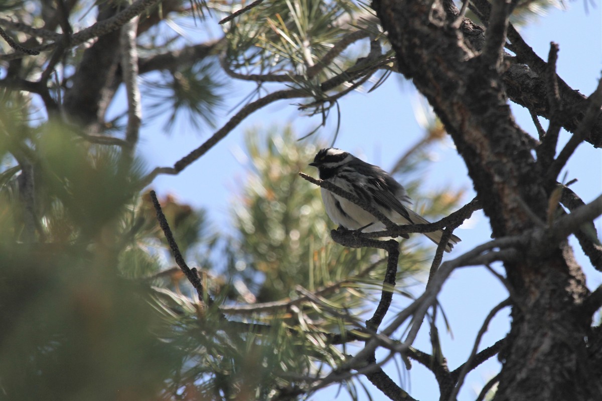 Black-throated Gray Warbler - ML239414551