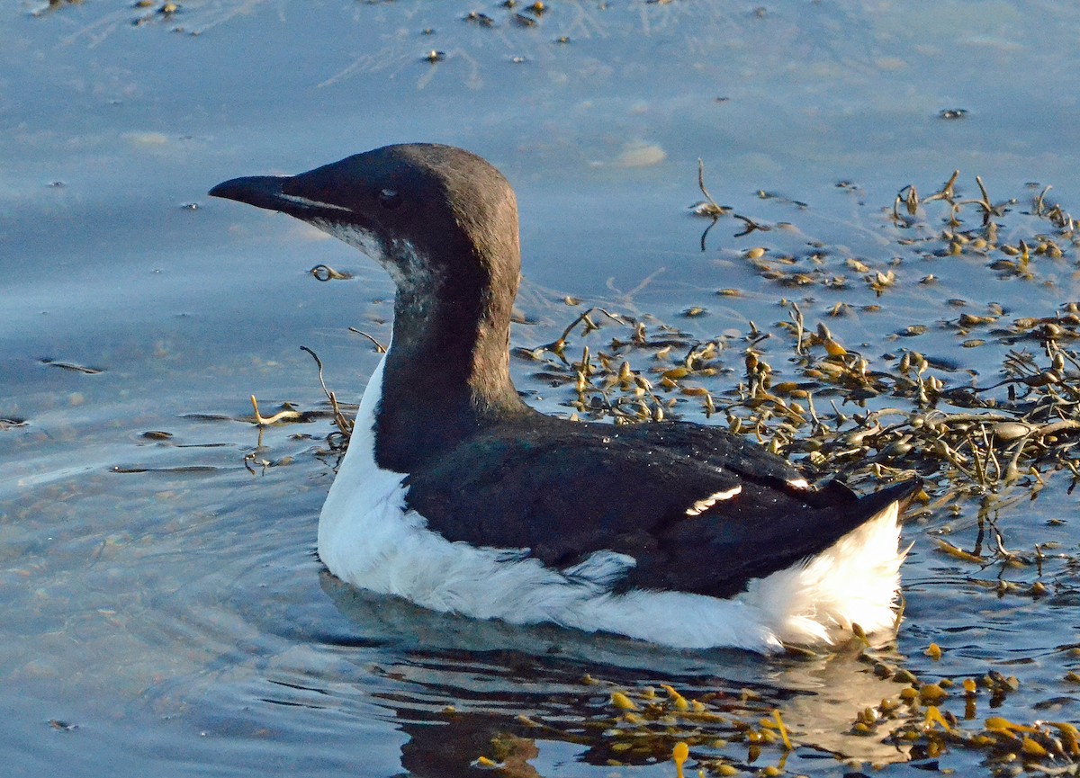 Thick-billed Murre - Michael J Good