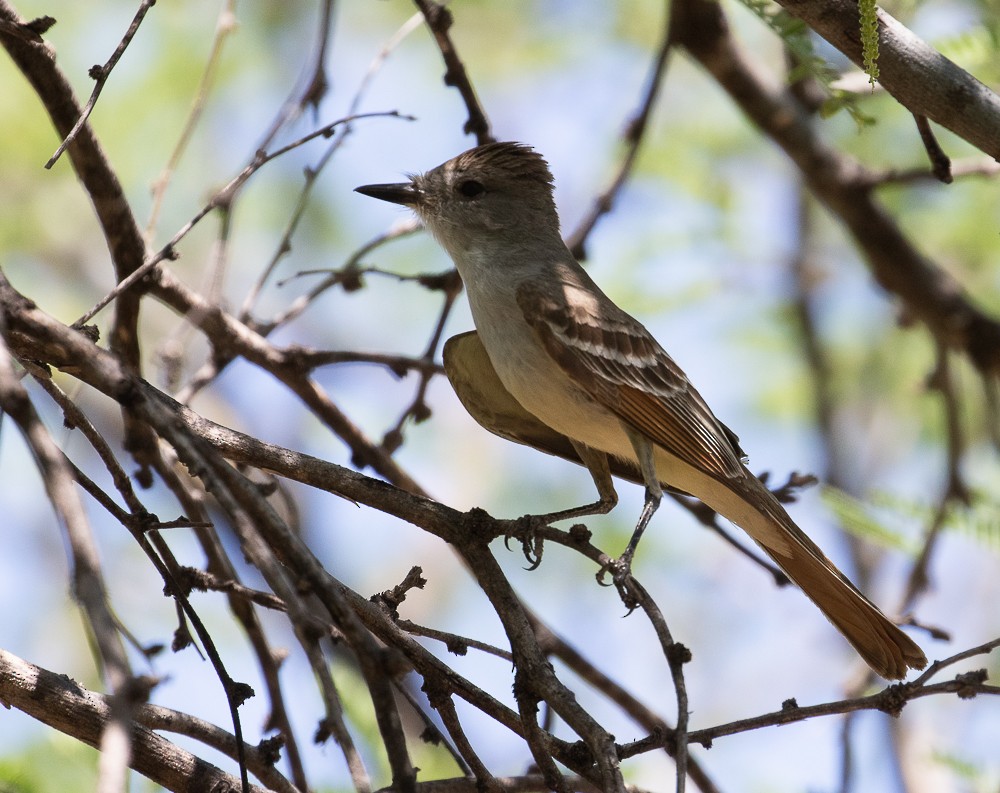 Ash-throated Flycatcher - Marty Herde