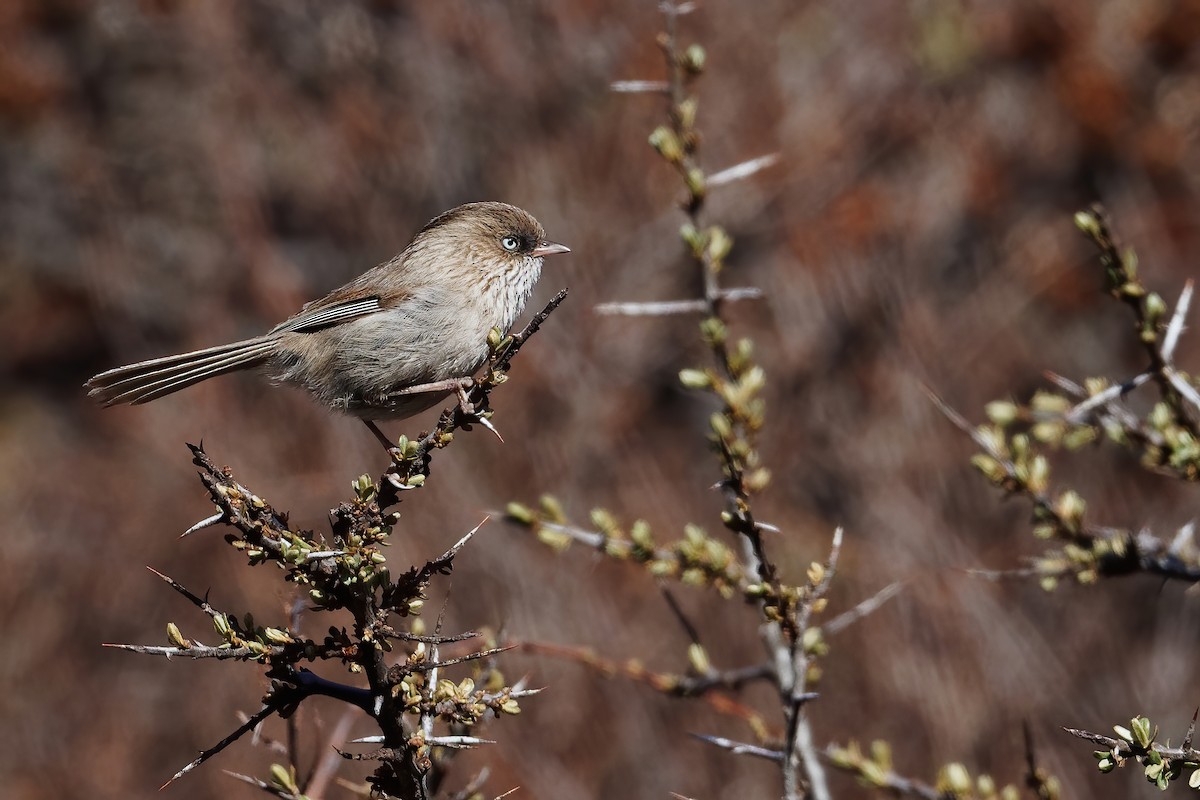 Chinese Fulvetta - Vincent Wang