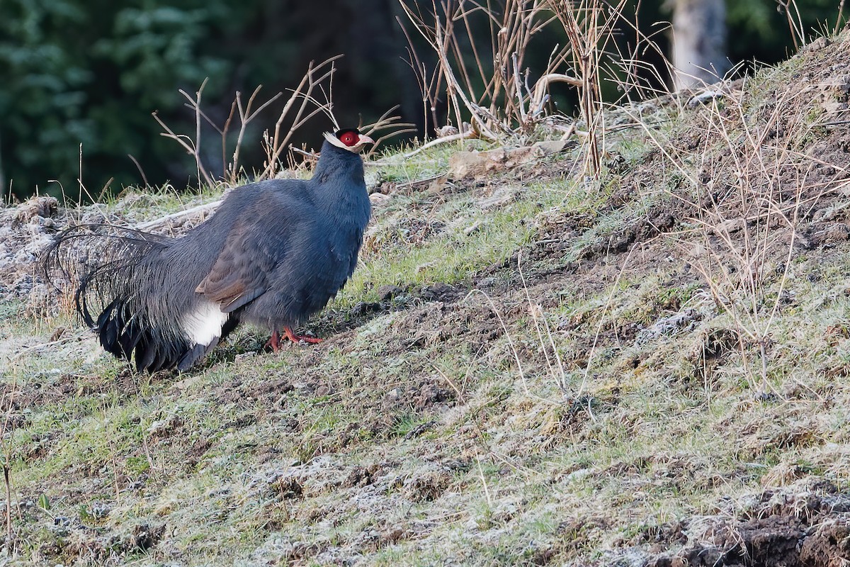 Blue Eared-Pheasant - ML239418881