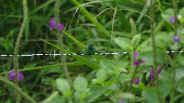 Blue-vented Hummingbird - ML239419001