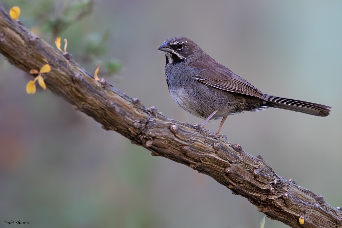 Five-striped Sparrow - ML239419181