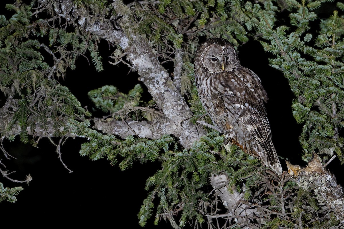 Ural Owl (Pere David's) - Vincent Wang