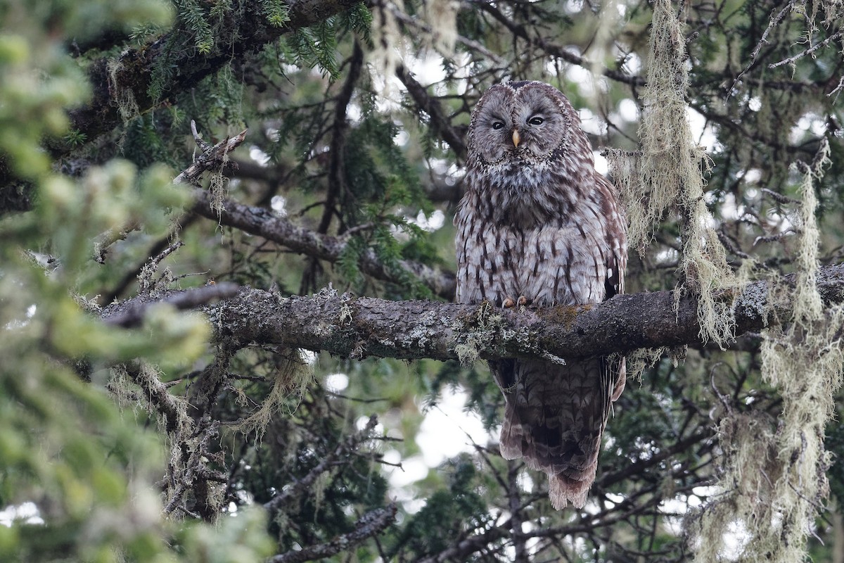 Ural Owl (Pere David's) - Vincent Wang