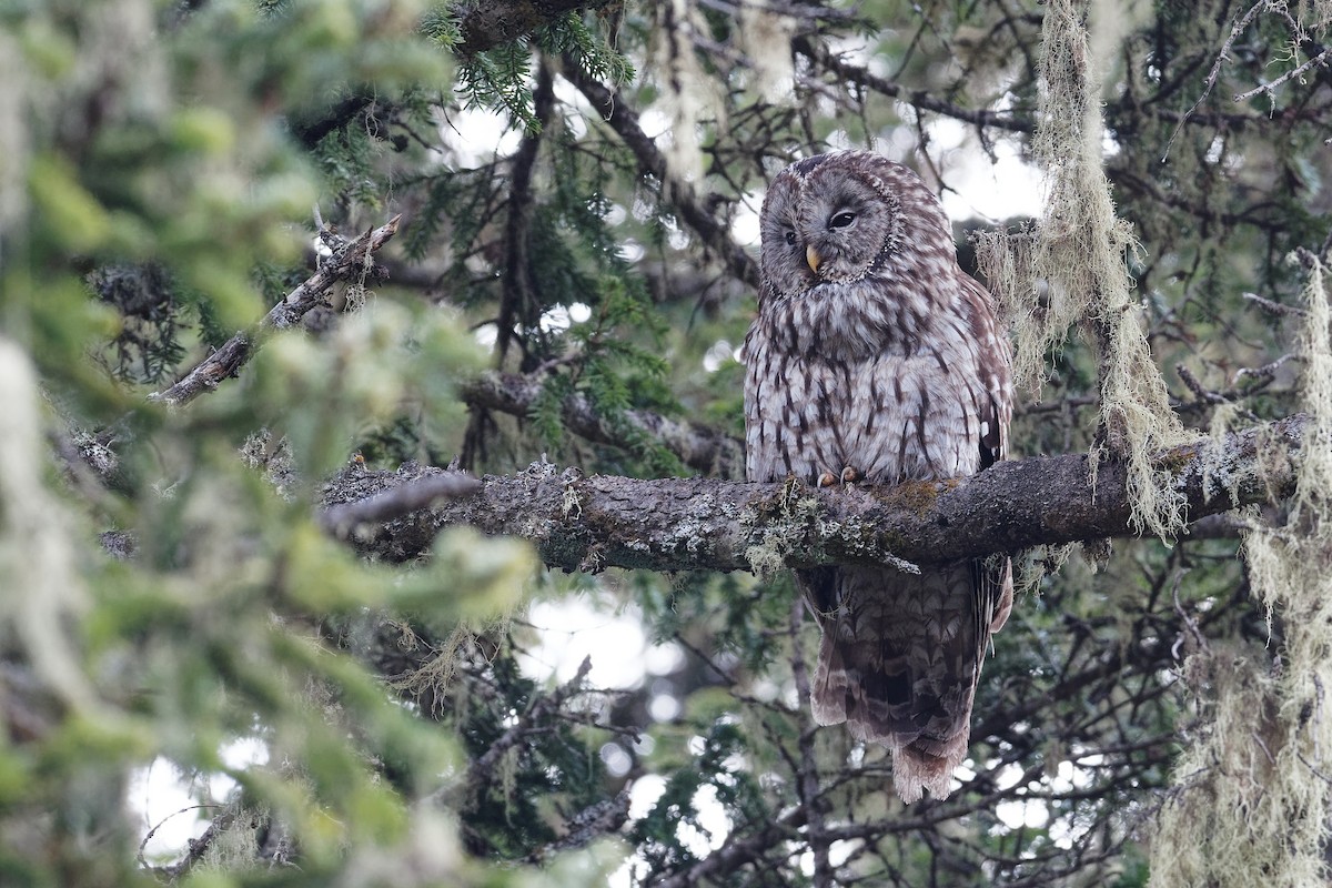 Ural Owl (Pere David's) - ML239420331