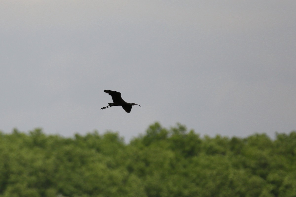 Glossy Ibis - Ron Sempier