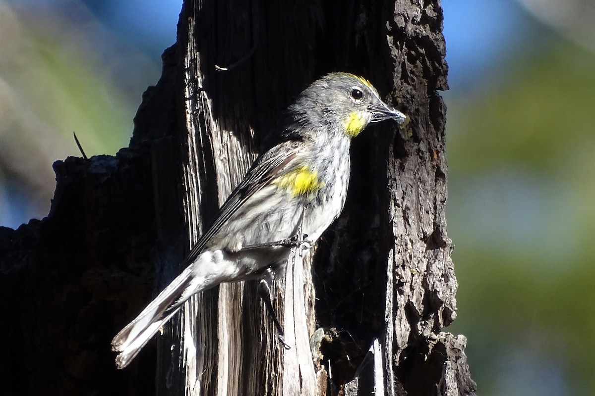 Yellow-rumped Warbler (Audubon's) - ML239421531
