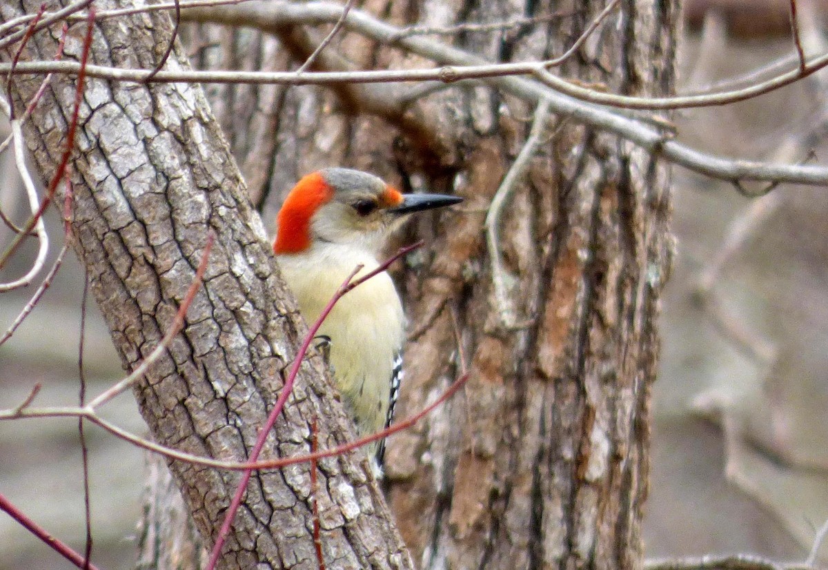 Red-bellied Woodpecker - Elaine  Douglas