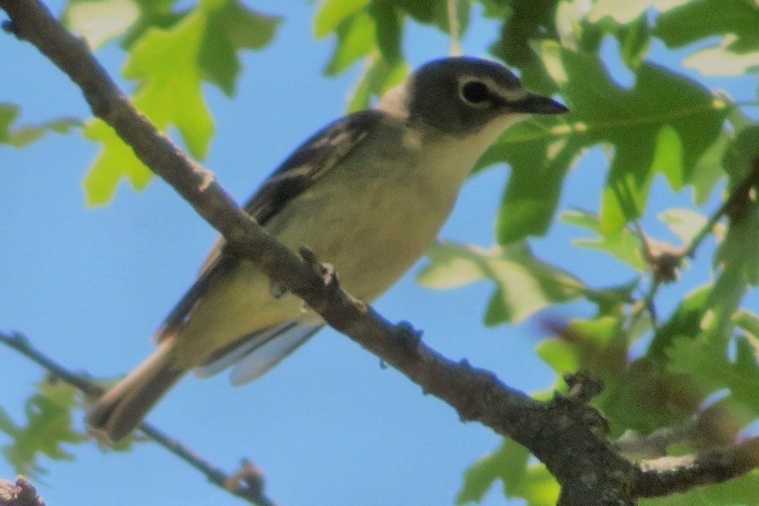 Cassin's Vireo - ML239421921