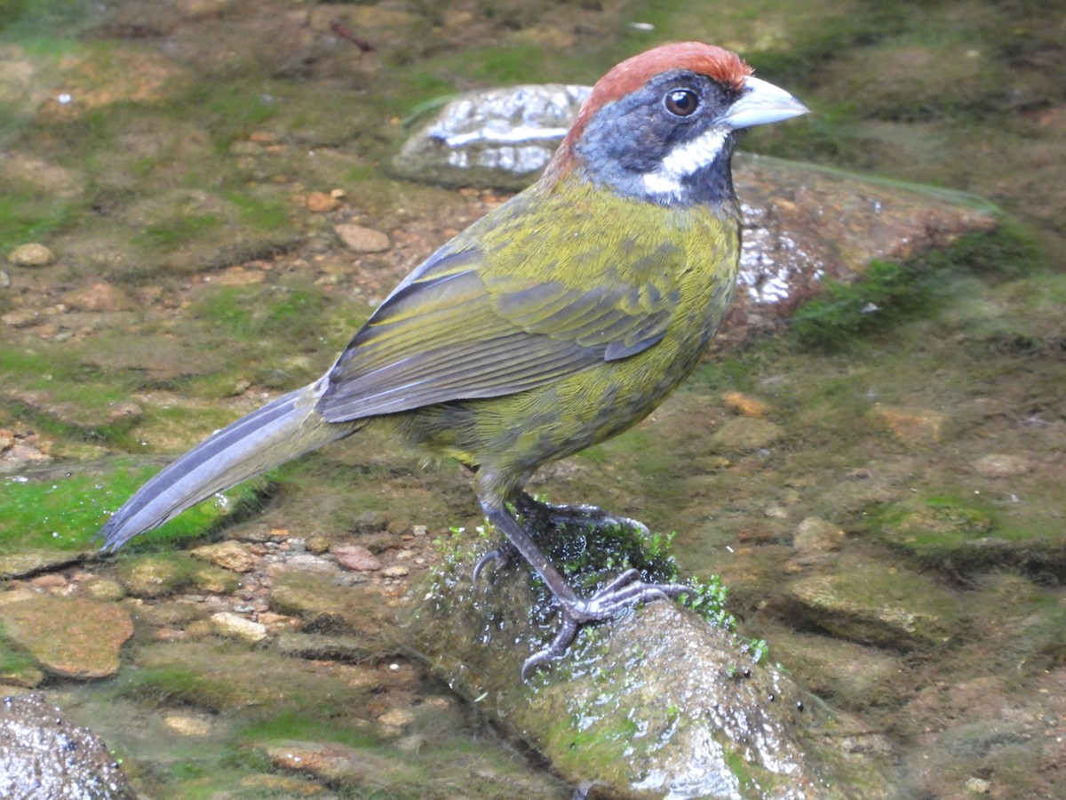 Sooty-faced Finch - Jessy Lopez Herra