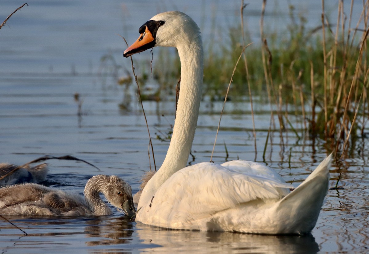 Mute Swan - Kevin  Brix