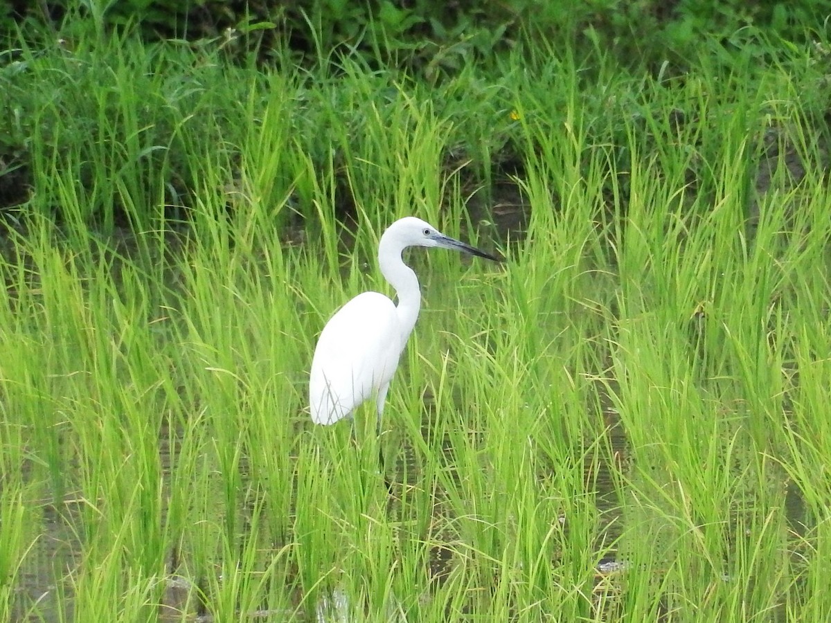 Little Egret - ML23942461