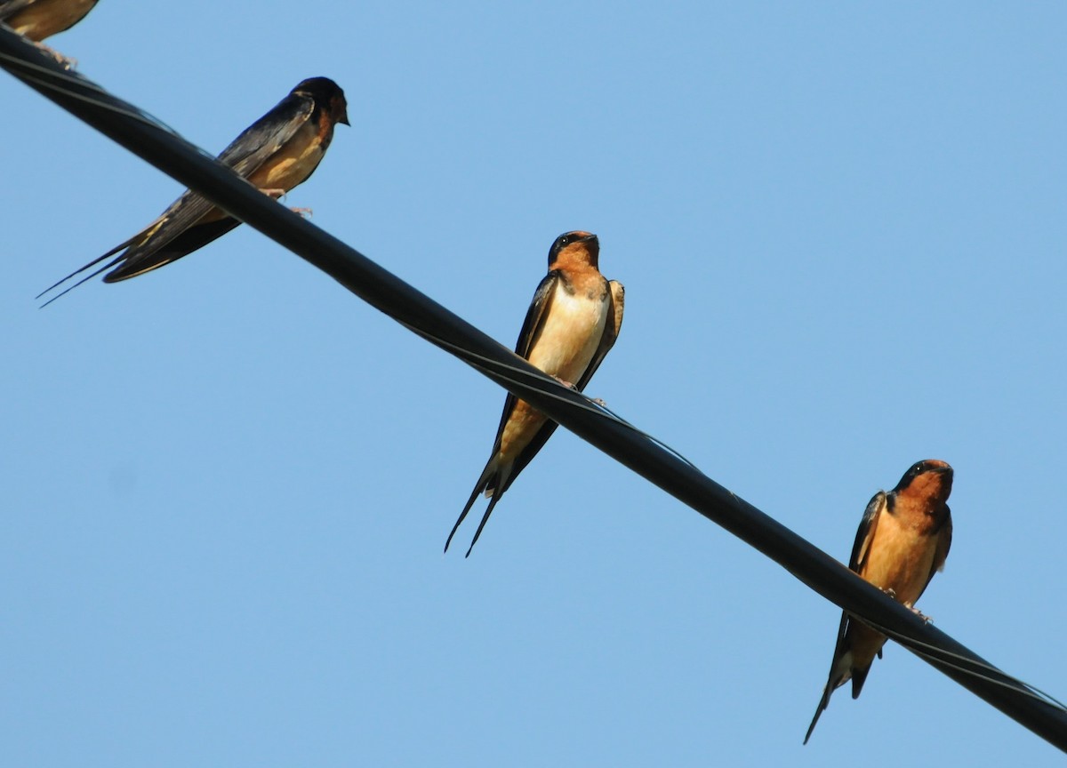 Golondrina Común - ML239427041