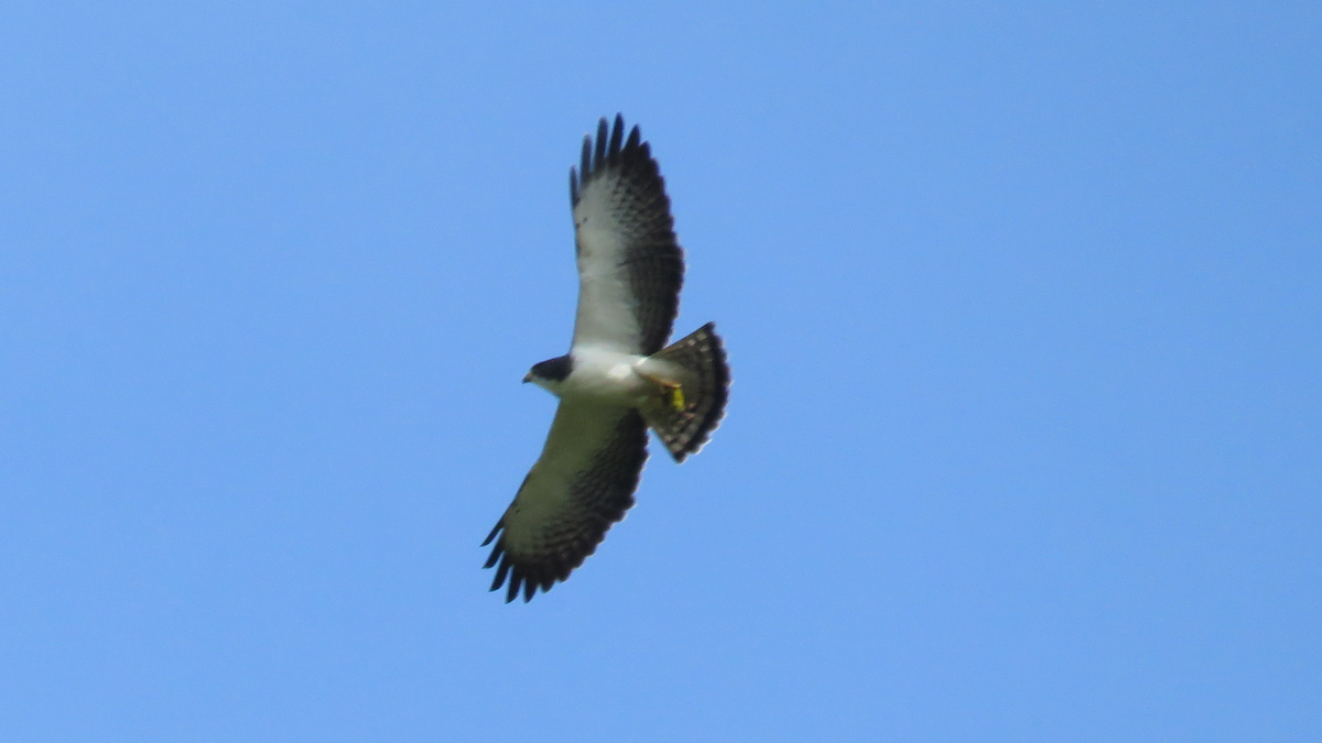 Short-tailed Hawk - ML23942781