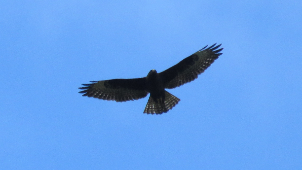 Short-tailed Hawk - ML23942801