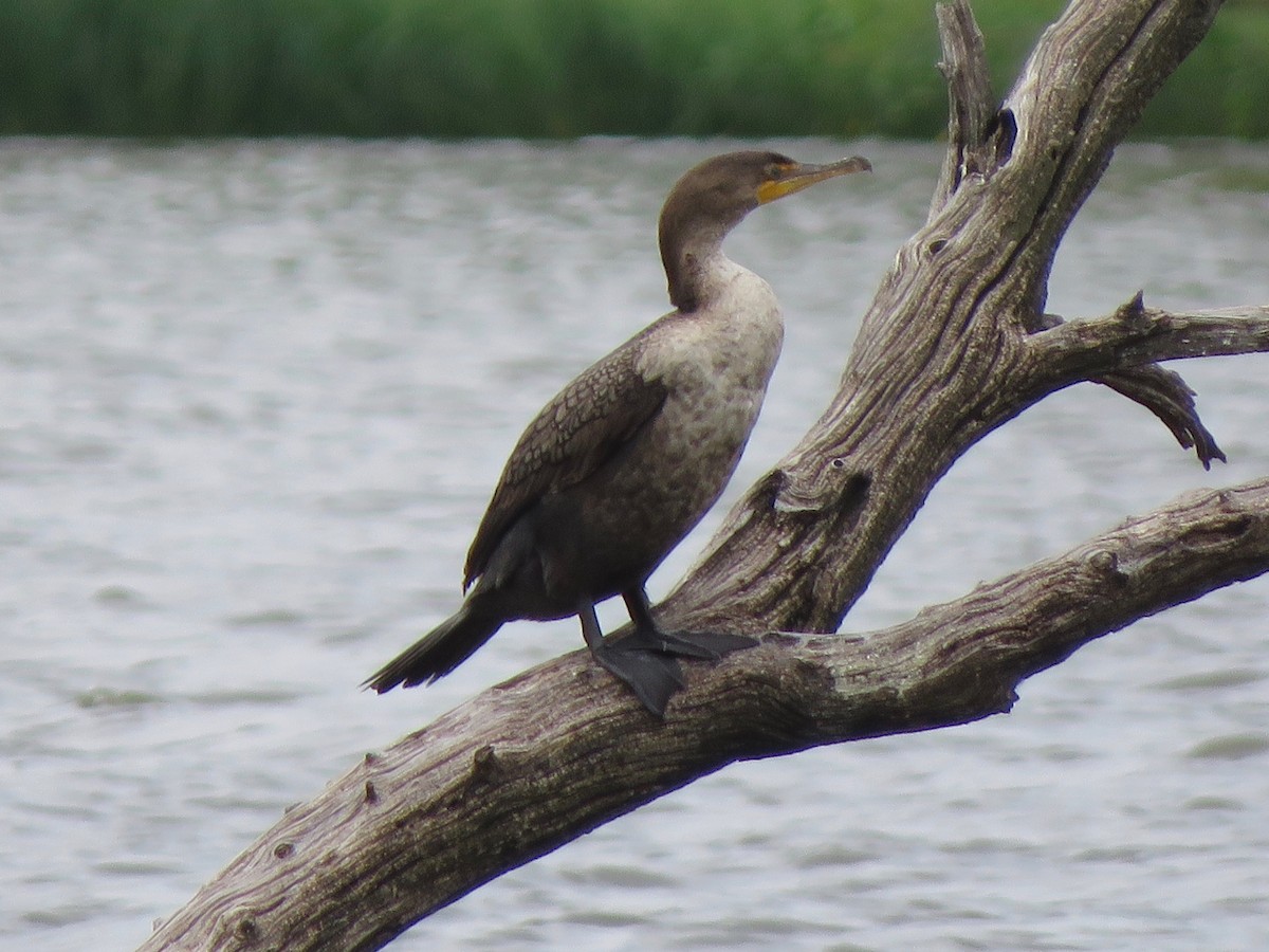 Double-crested Cormorant - ML239428291