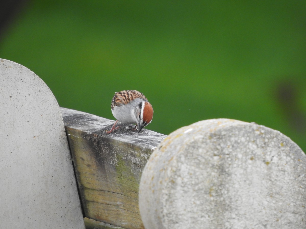 Chipping Sparrow - ML239428741
