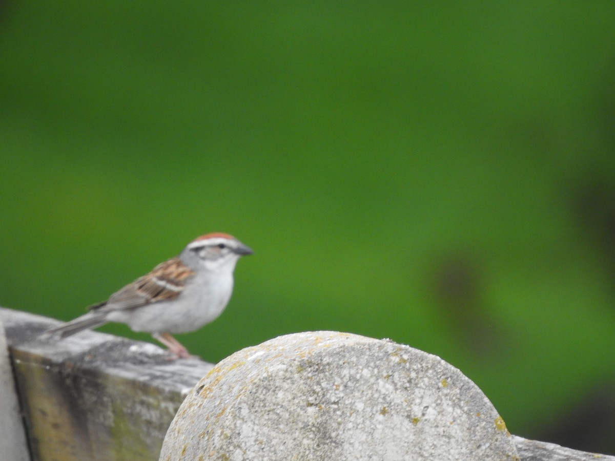 Chipping Sparrow - ML239428771