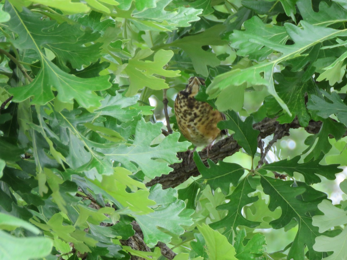 American Robin - ML239428951