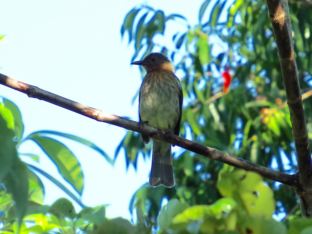 Bulbul Filipino - ML23943121