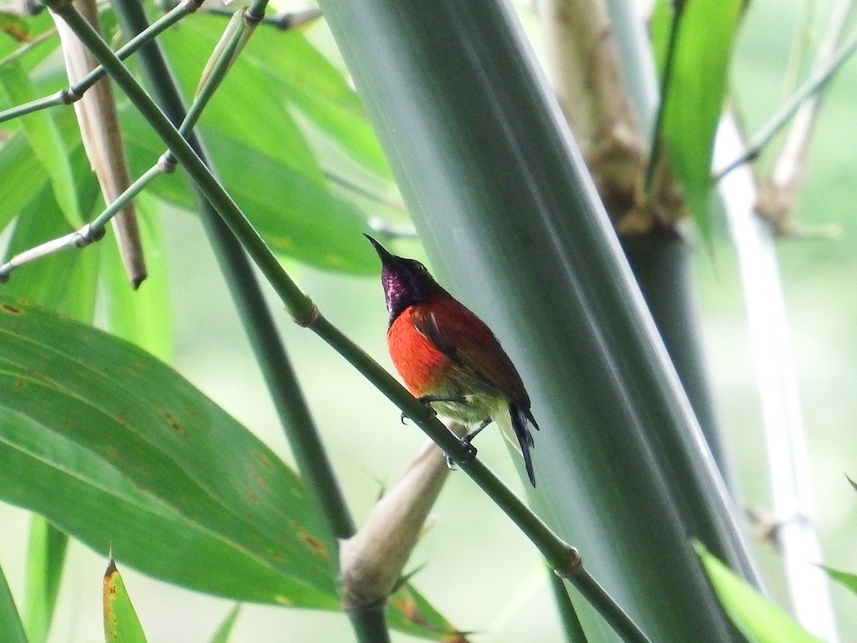 Purple-throated Sunbird - Chris Rurik