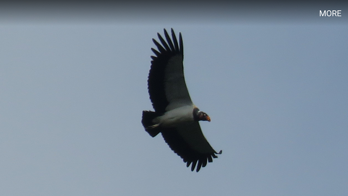 King Vulture - ML23943241