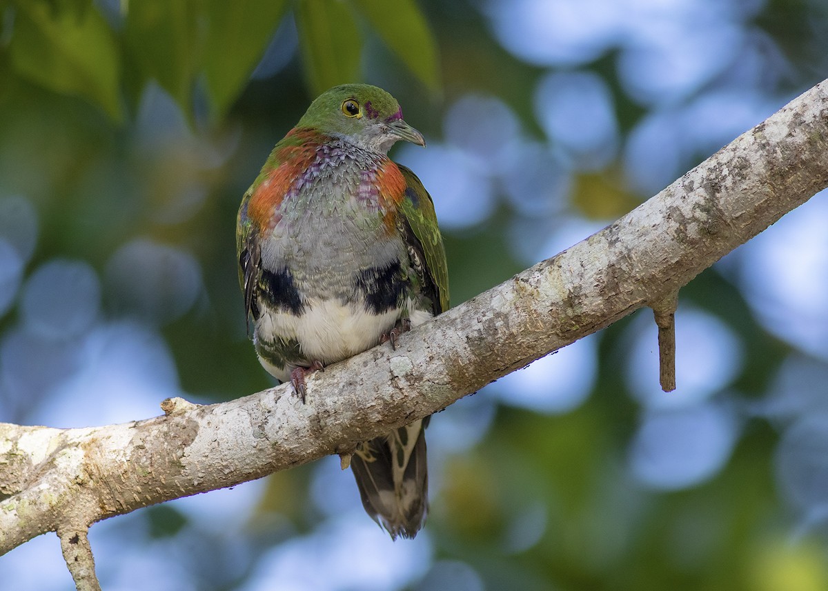 Superb Fruit-Dove - Stephen Murray