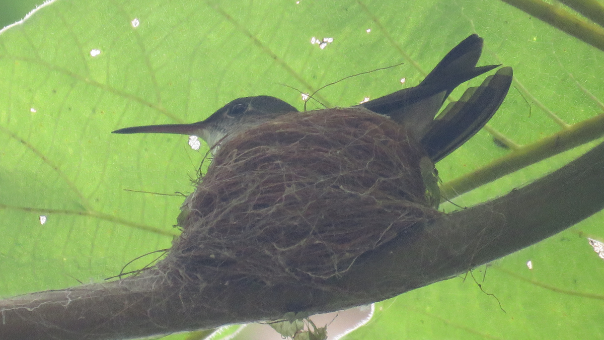 White-bellied Emerald - ML23943301