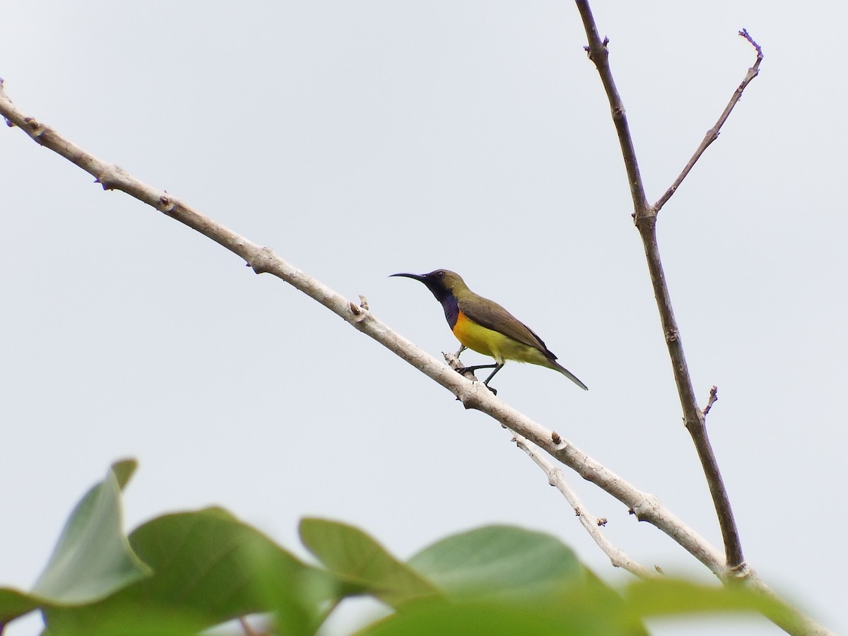 Garden Sunbird - ML23943321