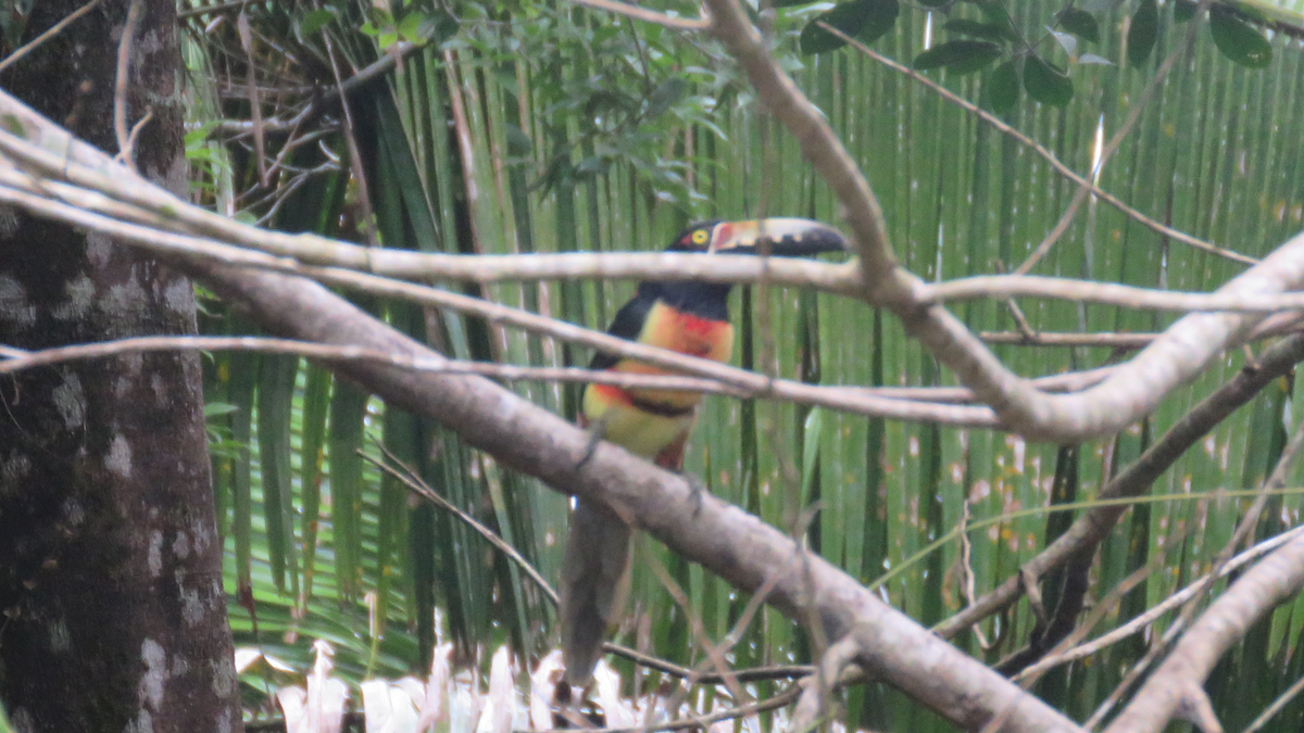 Collared Aracari - ML23943331