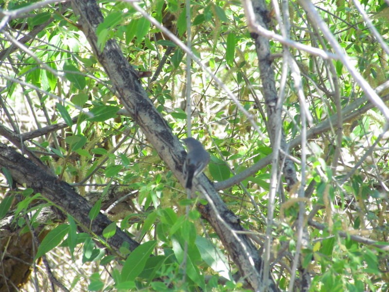 Blue-gray Gnatcatcher - ML239433311