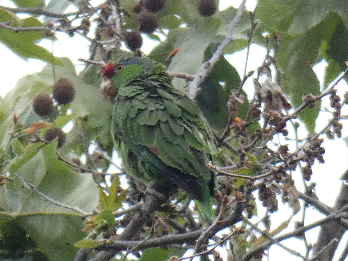 フジイロボウシインコ - ML239433471