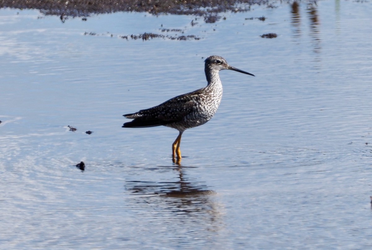 Greater Yellowlegs - John Anderson