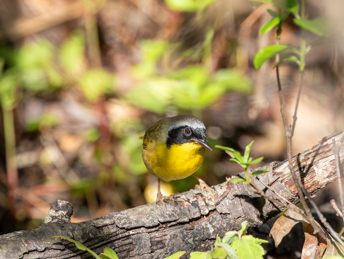 Common Yellowthroat - ML239433791